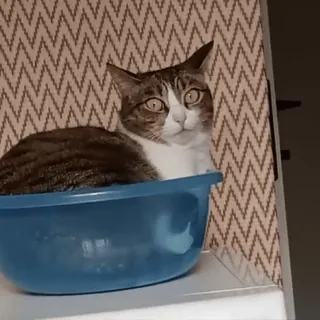 👀 9996587b 고양이, 애완동물, 동물, 대야 telegram sticker