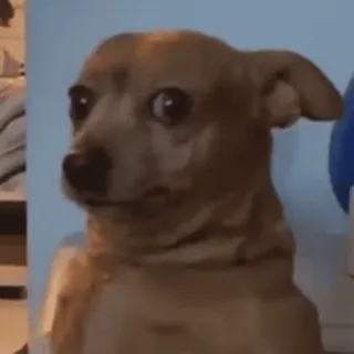 😳 a679510e 강아지, 치와와, 동물, 애완동물, 밈 telegram sticker