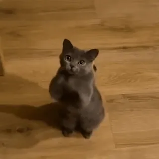 Sukrumotion @sukruma telegram stickers