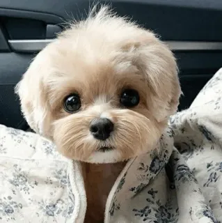 🏙 2a561a25 Hund, Welpe, süß, Tier, Haustier whatsapp sticker