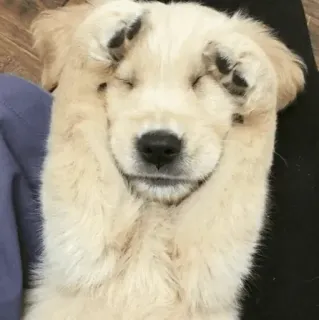 🏙 3a33b171 Welpe, Hund, süß, Golden Retriever, Tier whatsapp sticker