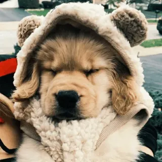 🏙 49041e54 Hund, Welpe, süß, Tier, Kapuzenpulli, schläfrig whatsapp sticker