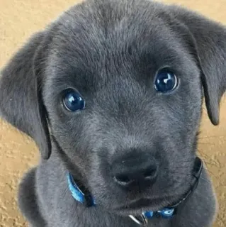 🏙 4d143fef welpe, hund, süß, blau, haustier, tier whatsapp sticker