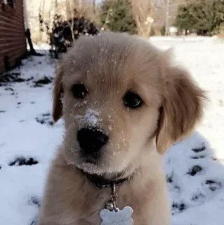 🏙 72b578fb Hund, Welpe, Golden Retriever, Schnee, süß, Winter whatsapp sticker