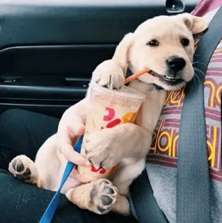 🏙 769be455 Hund, Welpe, Getränk, süß, Haustier, Reise, Sicherheitsgurt whatsapp sticker