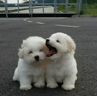 🏙 b179c54c welpen, hunde, süß, tiere, weiß, haustier whatsapp sticker