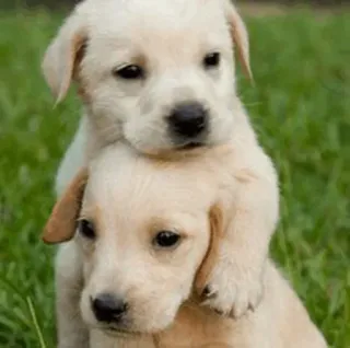 UwU Cute Dogs @SungJinWooX (@TheSungJinWooX) telegram stickers