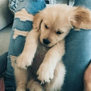 🏙 d359553c Hund, Welpe, süß, Golden Retriever, Haustier, Tier whatsapp sticker