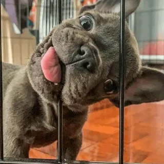 🏙 df3f06cf Hund, Französische Bulldogge, süß, Welpe, Tier whatsapp sticker