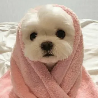 UwU Cute Dogs @SungJinWooX (@TheSungJinWooX) whatsapp stickers