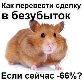 🐹 277c0498 Как перевести сделку в безубыток Если сейчас -66%? hamster, animal, mème, drôle, finance, investissement, perte telegram sticker