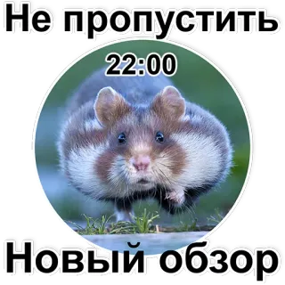 🐹 9c6f52fa Не пропустить 22:00 Новый обзор hamster, animal, mignon, critique, russe, nuit, heure telegram sticker