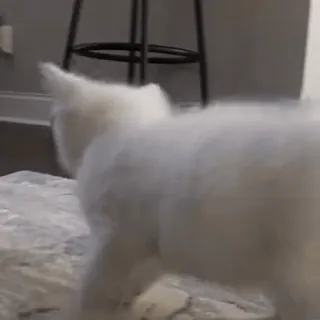 😸 1bb79315 cat, white, kitten, animal, pet, domestic whatsapp sticker