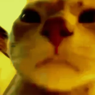 🐱 2e081e49 cat, animal, meme, pet whatsapp sticker