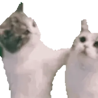 😽 4869ea9d cat, cats, middle finger, offensive, gesture, sticker, animal, meme whatsapp sticker