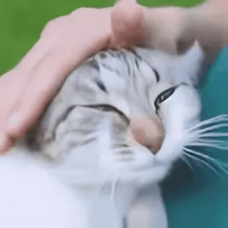 🐈 693095e2 cat, pet, animal, feline, domestic animal, domestic cat whatsapp sticker