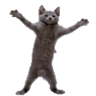 🕺 a05d1bf6 cat, dancing, animal, meme, gray, funny whatsapp sticker