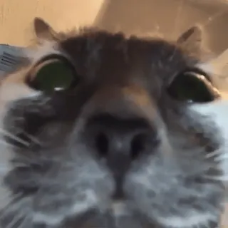 😳 f9f280f5 cat, animal, pet, funny, meme, close-up, looking at viewer whatsapp sticker