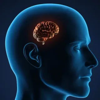 🥔 d824fbb3 otak, kepala manusia, anatomi, pikiran, kecerdasan, sains whatsapp sticker