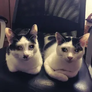 😢 07c55c5c gatos, animais, animais de estimação, gatinhos telegram sticker