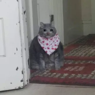 😢 209a2334 gato, triste, bandana, animal, animal de estimação telegram sticker