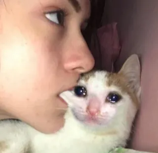 🍽 2822e7d4 gato, triste, chorando, animal, animal de estimação telegram sticker