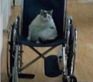 😢 3d1c8d64 gato, cadeira de rodas, animal, deficiente, animal de estimação telegram sticker