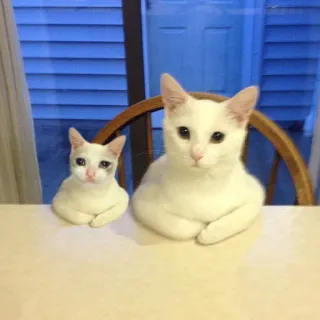 😢 776c54ea gatos, animais, gatinhos, animais de estimação, gatos brancos telegram sticker