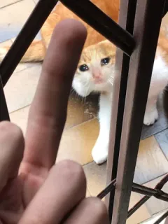 😢 a28d9aee gato, dedo do meio, ofensivo, gesto telegram sticker