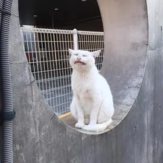 Sad Cats whatsapp stickers