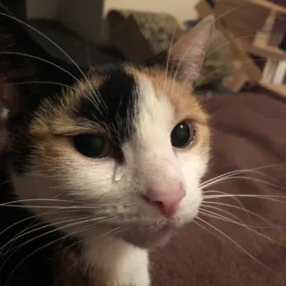 😢 c2f6052a gato, triste, chorando, animal de estimação, animal telegram sticker