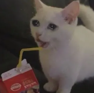 🥤 cfac3885 gato, chorando, caixinha de suco, triste, bebendo, meme, animal telegram sticker