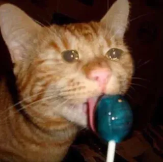 Sad Cats whatsapp stickers