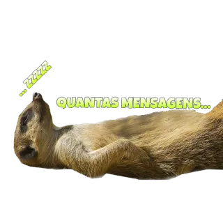 Suricate Seboso telegram stickers