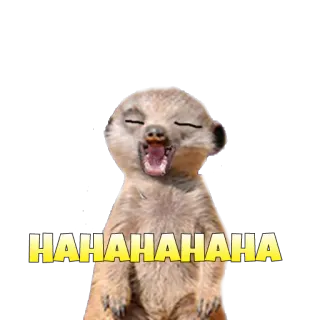 😁 151019c1 HAHAHAHAHA суррика́т, смех, животное, смешной, юмор, мем, счастливый whatsapp sticker