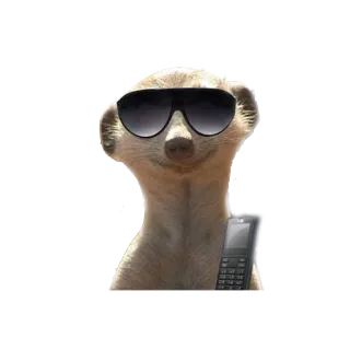 😎 240327e9 сурикат, солнцезащитные очки, животное, телефон, крутой, млекопитающее, дикая природа whatsapp sticker