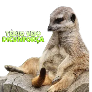 👷 414e6387 TÉDIO VEIO DICUNFORÇA сурикат, скучно, смешной, животное whatsapp sticker