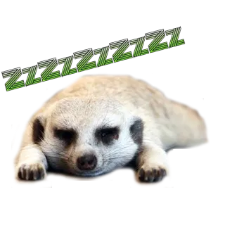 💤 47e233bd ZZZZZZZZ сурикат, сонный, животное, уставший, zzz whatsapp sticker