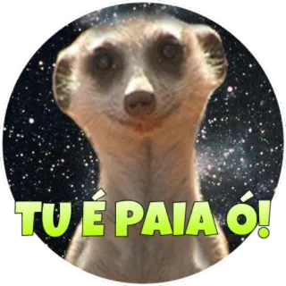 🙁 b880115f TU É PAIA Ó! суррика́т, животное, наклейка, милый whatsapp sticker