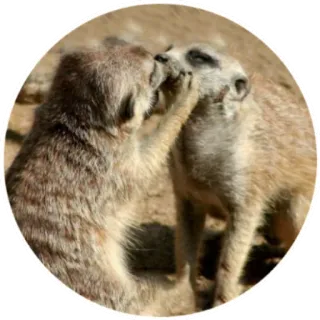 💏 bc5f7f1a сурикат, животное, милый, дикая природа, млекопитающее, природа whatsapp sticker