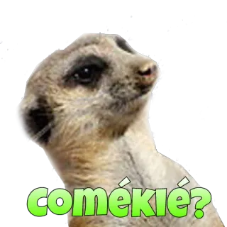 🤔 d4038ecb comékie? сурикат, животное, смешной, мем, любопытный, вопрос whatsapp sticker