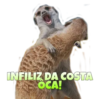 🆖 e1637b3a INFELIZ DA COSTA OCA! сурикат, животные, оскорбительный, текст whatsapp sticker