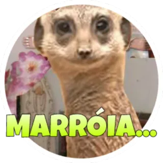 😕 e5a59102 MARRÓIA... сурикат, животное, стикер, милый whatsapp sticker