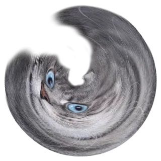 🌪 06cfc345 猫, 動物, ペット, グレー猫, 渦巻き, 青い目 telegram sticker