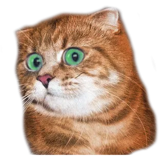 🌝 32ff011e 猫, ミーム, 動物, ペット, かわいい, 面白い, 子猫 telegram sticker