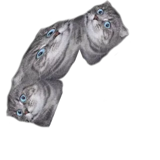 🚀 9be85b10 猫, 動物, ペット, かわいい, 面白い telegram sticker