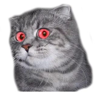 🥃 ae458314 猫, 動物, ミーム, 面白い, 目, 赤 telegram sticker