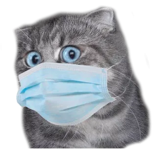🏠 ded39bc2 猫, マスク, 動物, パンデミック, 子猫, ペット telegram sticker