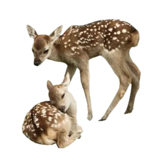 🦌 120b44eb 鹿, 小鹿, 動物, 野生動物, 自然, 哺乳類 whatsapp sticker