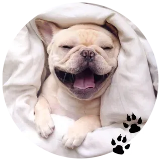 😄 24c6c164 Hund, Welpe, süß, schlafen, Tier telegram sticker